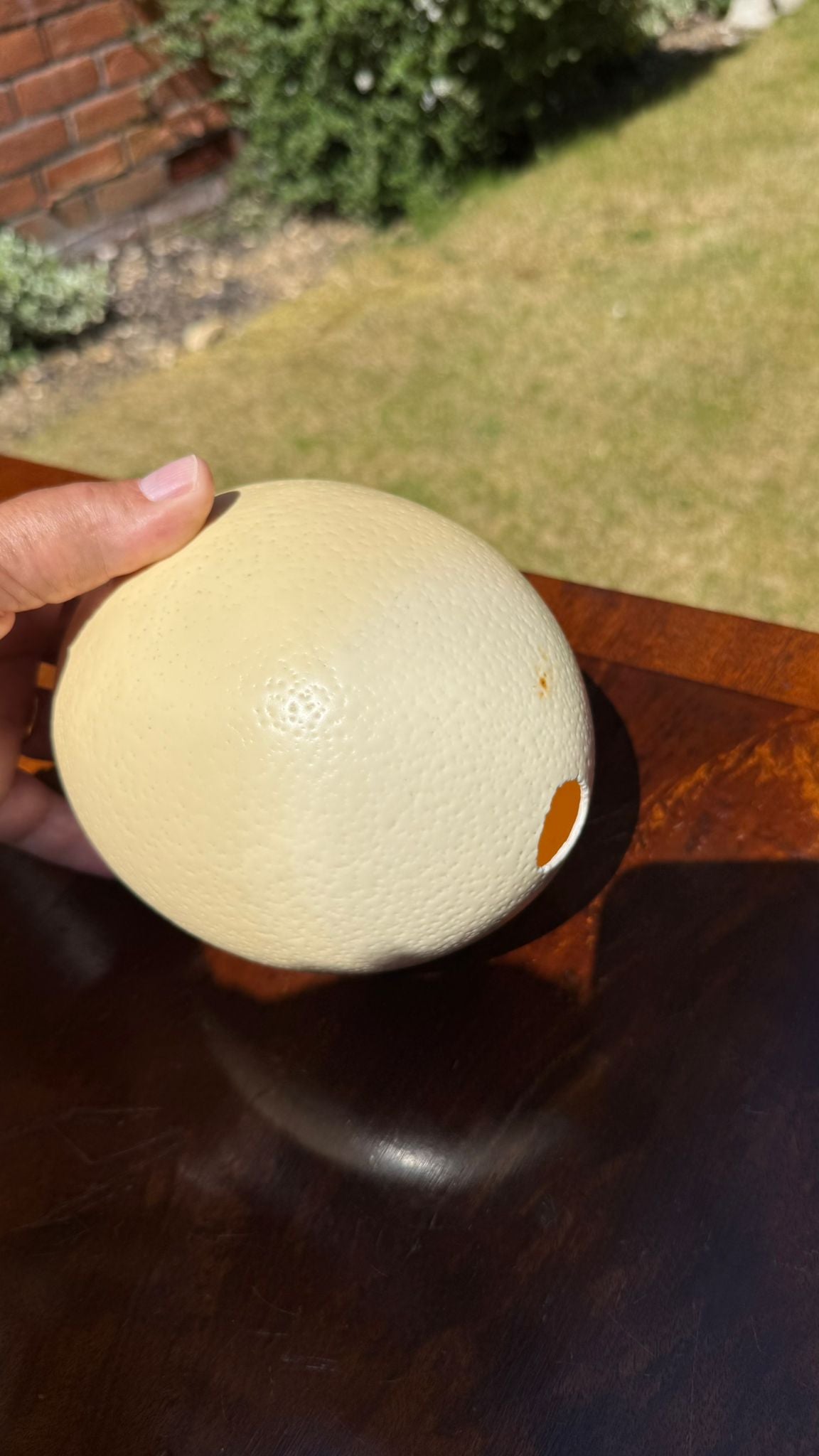 Ostrich Egg