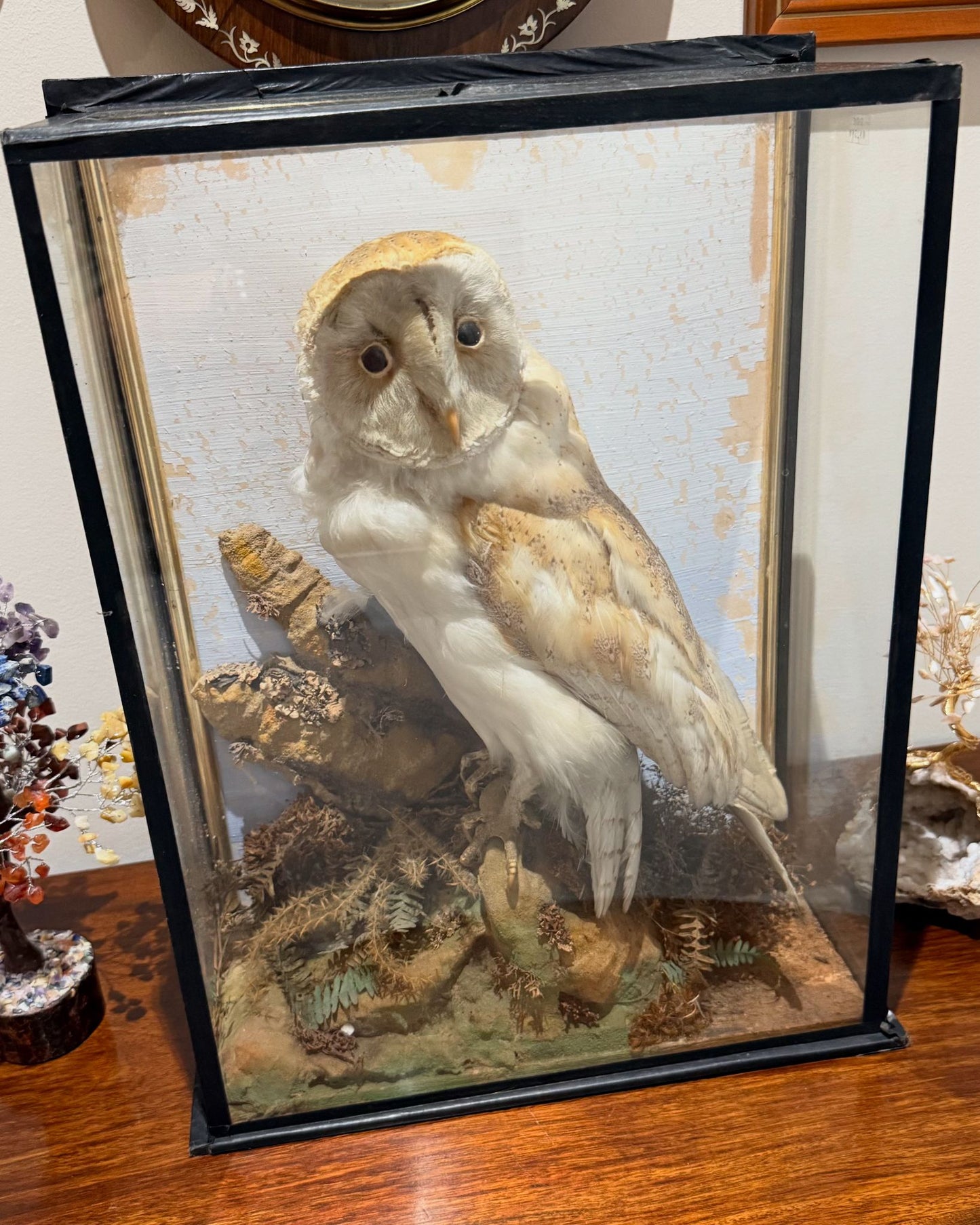 Taxidermy Owl in glass case