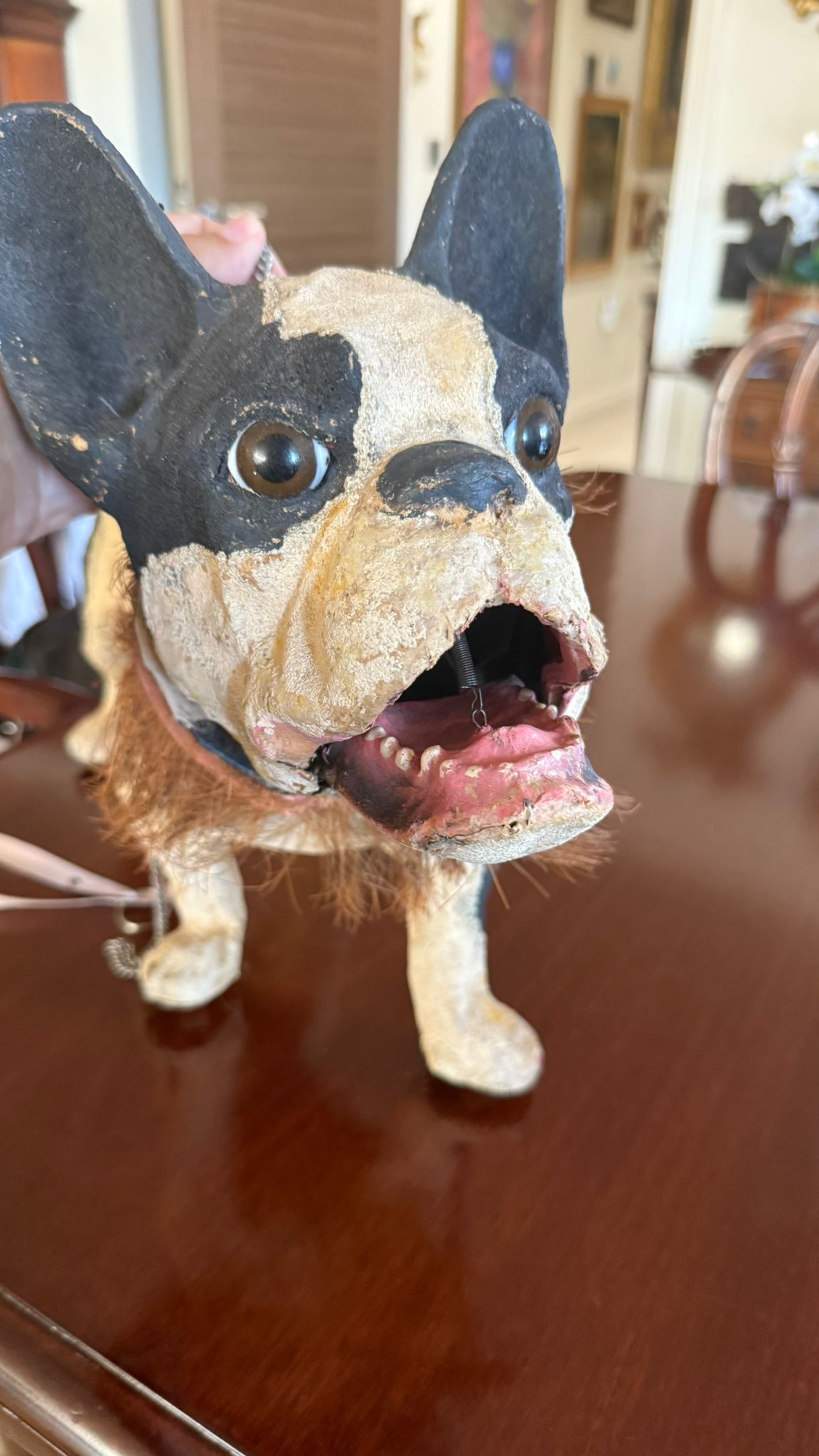 Antique barking French bulldog