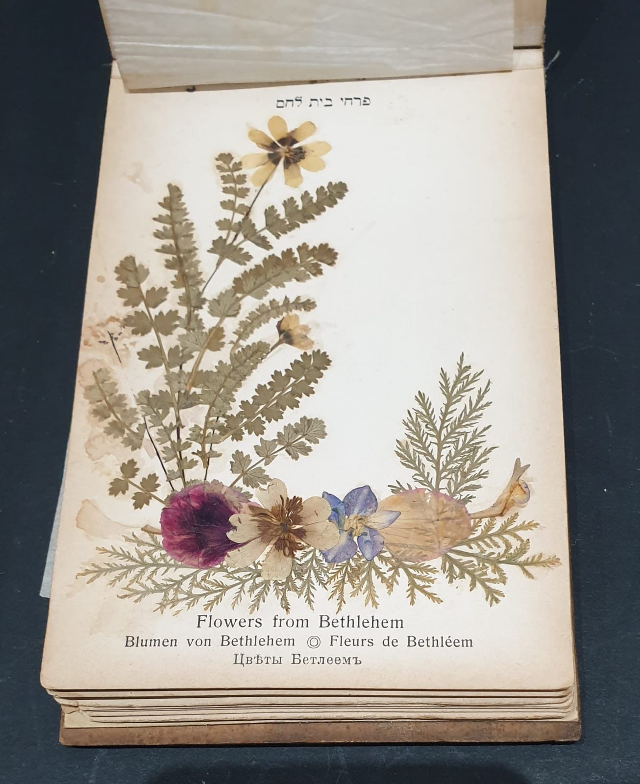 Olive wood book of dried flowers of Israel c1900