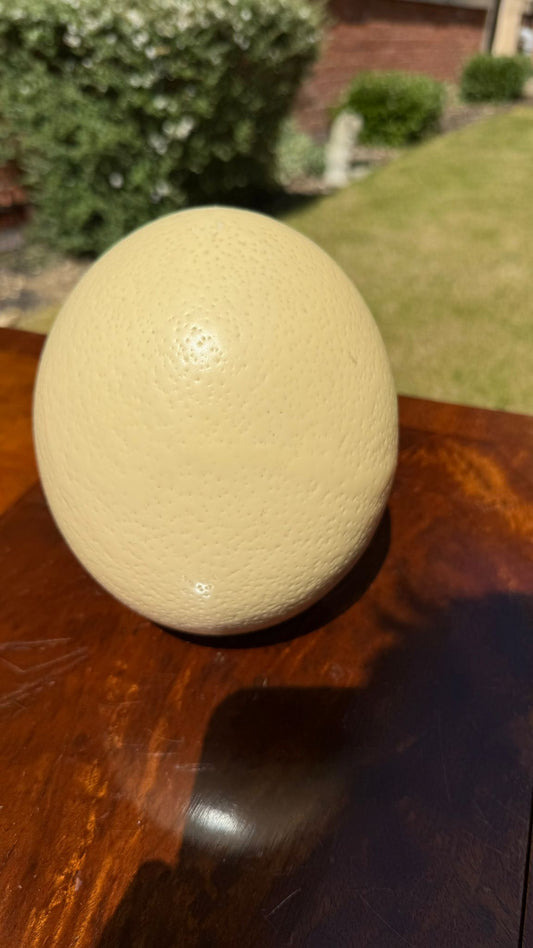 Ostrich Egg