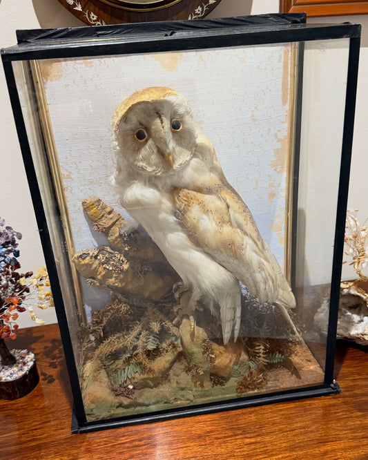 Taxidermy Owl in glass case