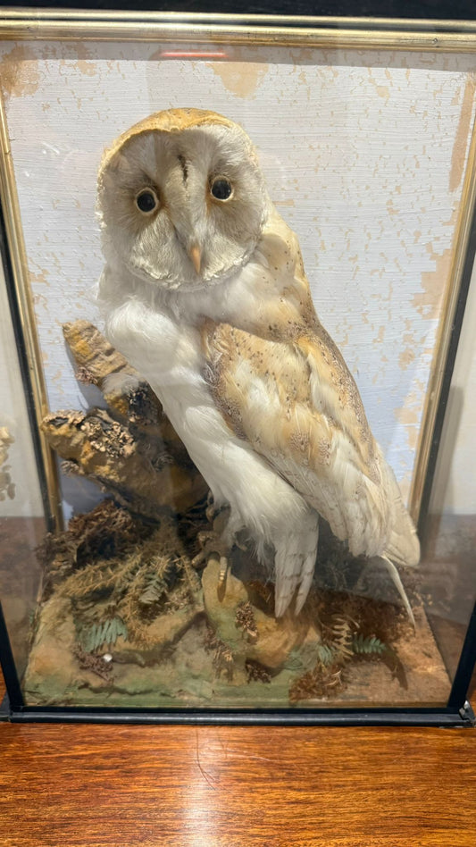 Victorian Taxidermy Barn Owl