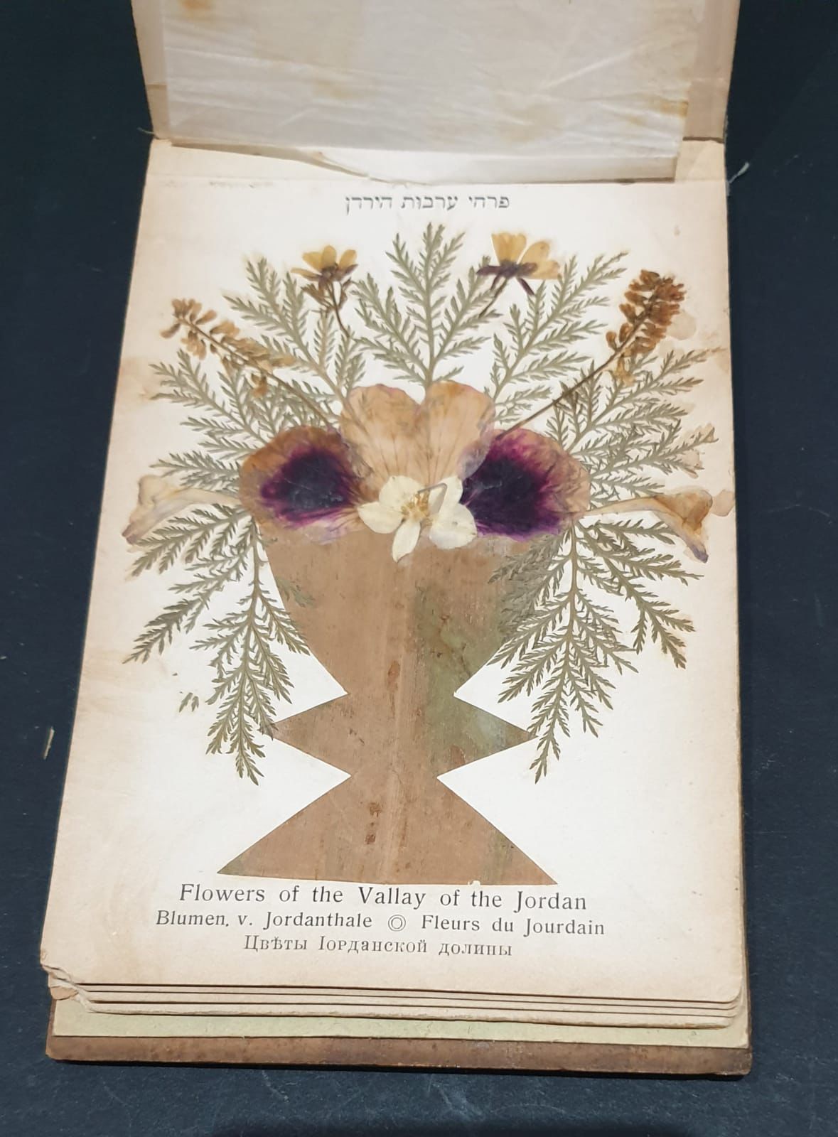 Olive wood book of dried flowers of Israel c1900